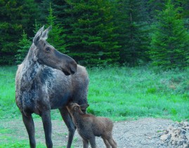 Female moose with a calf